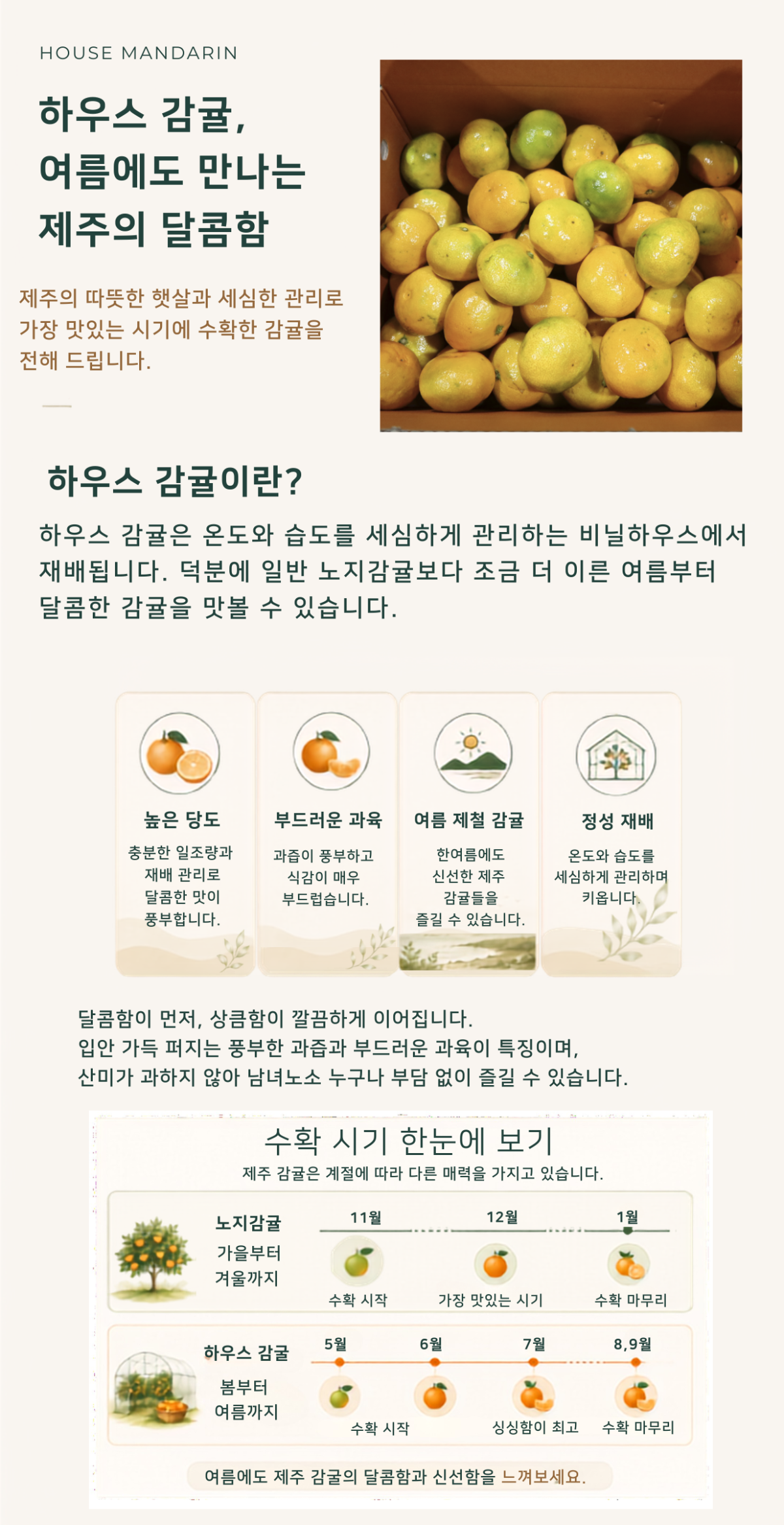 벌크-하우스 감귤, 여름에도 만나는 제주의 달콤함